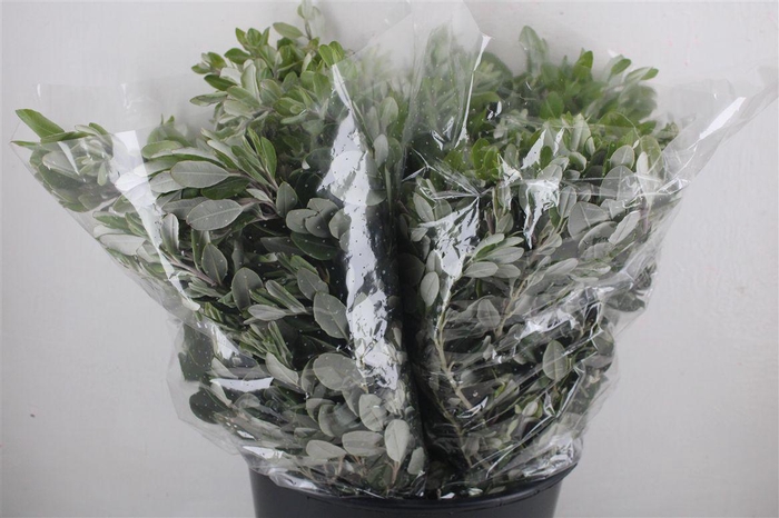 <h4>Pittosp Ralphi Leaves 200gr P Bunch</h4>