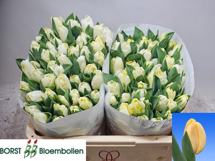 <h4>TU EN CREME SILENCE</h4>