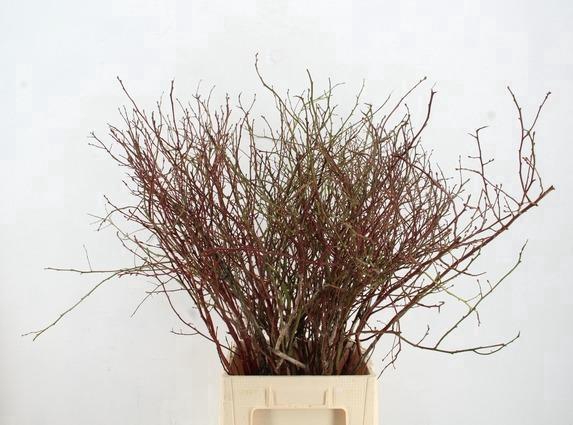 <h4>VACCINIUM(BOSBES) ROOD PER STEM 65/75CM</h4>