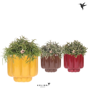 Kolibri Greens Rhipsalis mix in Retro pot yellow mix