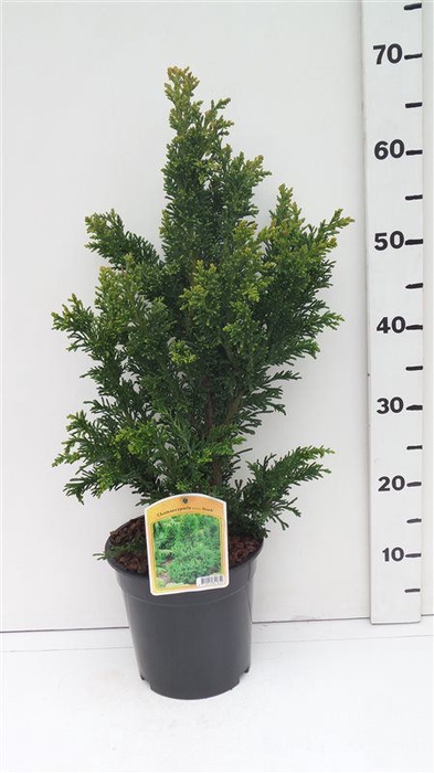 Chamaecyparis obtusa