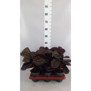 Calathea roseopicta 'Dottie'