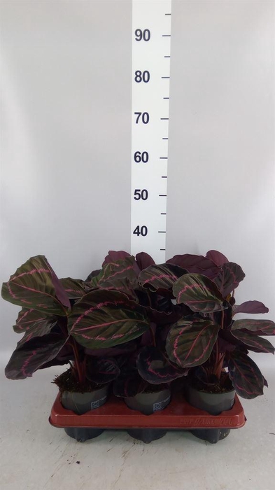 <h4>Calathea roseopicta 'Dottie'</h4>