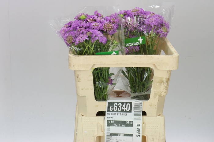 Scabiosa Atr Bb Ube Scoop