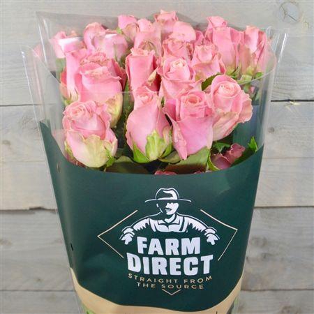 <h4>R Gr Hermosa</h4>