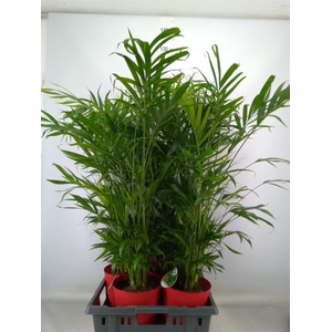 Chamaedorea cataractarum