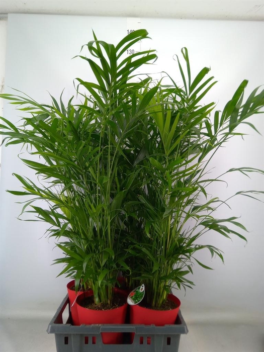 <h4>Chamaedorea cataractarum</h4>