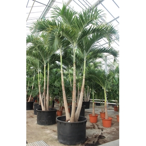 Veitchia merrillii 3pp