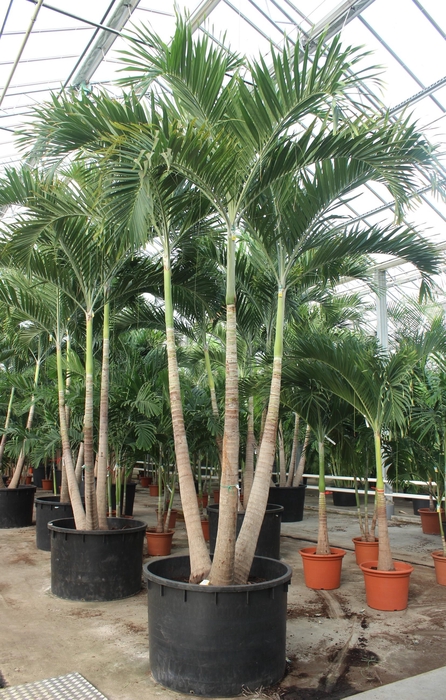<h4>Veitchia merrillii 3pp</h4>