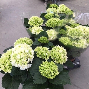 HYDR M CRYSTAL PALAC