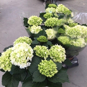 HYDR M CRYSTAL PALAC