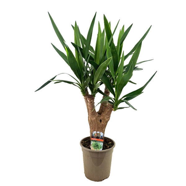 <h4>Yucca elephantipes vertakt</h4>