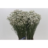 Limonium White Diamond