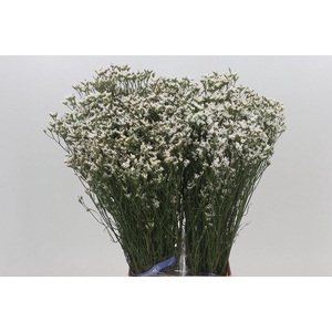 Limonium White Diamond