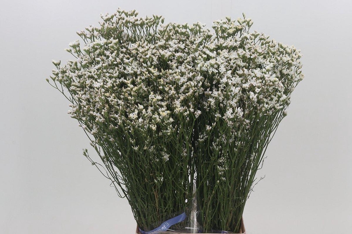 <h4>Limonium White Diamond</h4>