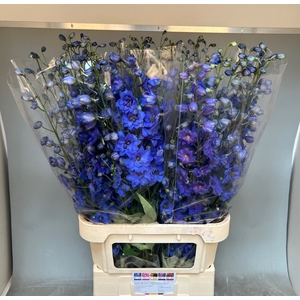DELPH DU AURORA BLUE