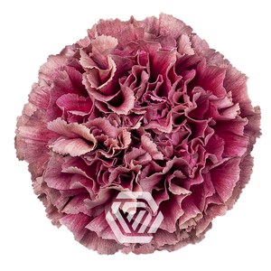 DI ST MERLETTO PURPLE Tessa