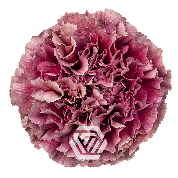 <h4>DI ST MERLETTO PURPLE Tessa</h4>