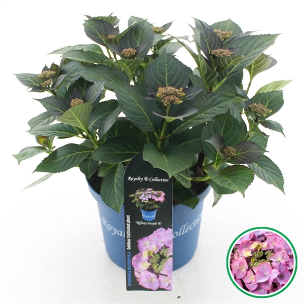 <h4>Hydrangea teller Royalty® 'Tiffany'® Paars C5 (23cm.) Kn.</h4>