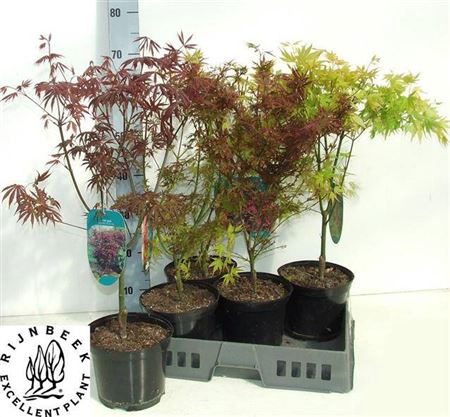 <h4>Acer Mix</h4>