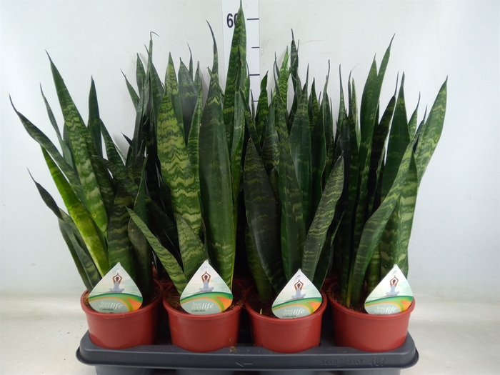 <h4>Sansevieria trifa. 'Black Coral'</h4>