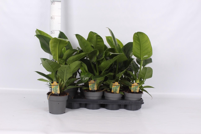 <h4>PHIL IMPERIAL GREEN</h4>