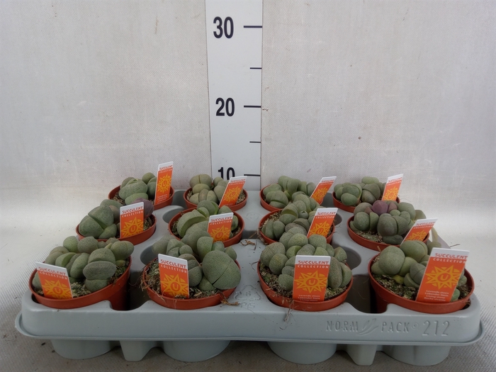 Lithops spp.