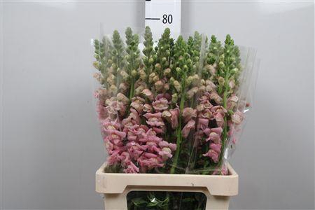 <h4>Antir Poto Pink</h4>