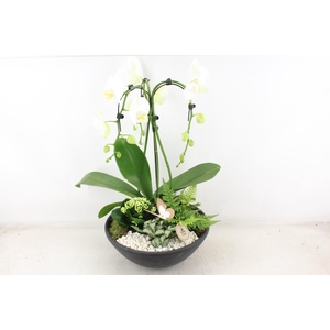 arr2 PL - Ebbischaal x1 paraplu wit