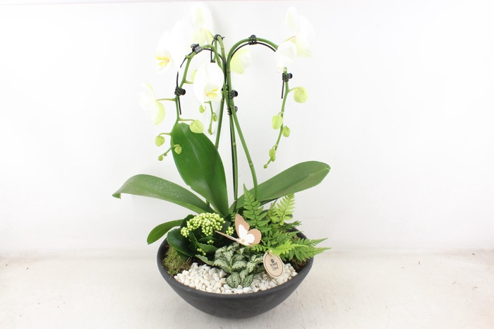 <h4>arr2 PL - Ebbischaal x1 paraplu wit</h4>