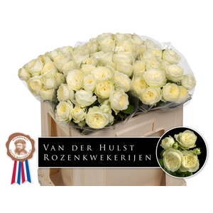 R Tr Ayala Hulst