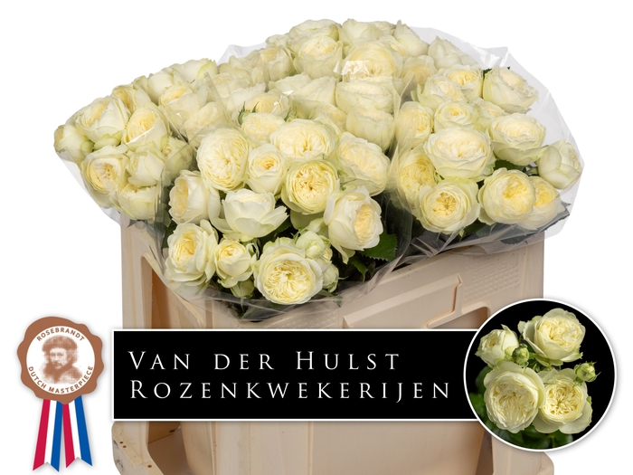 <h4>R Tr Ayala Hulst</h4>
