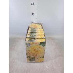 Dahlia   ...flowerbulbs