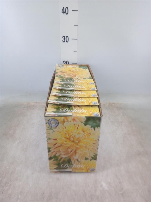 <h4>Dahlia   ...flowerbulbs</h4>