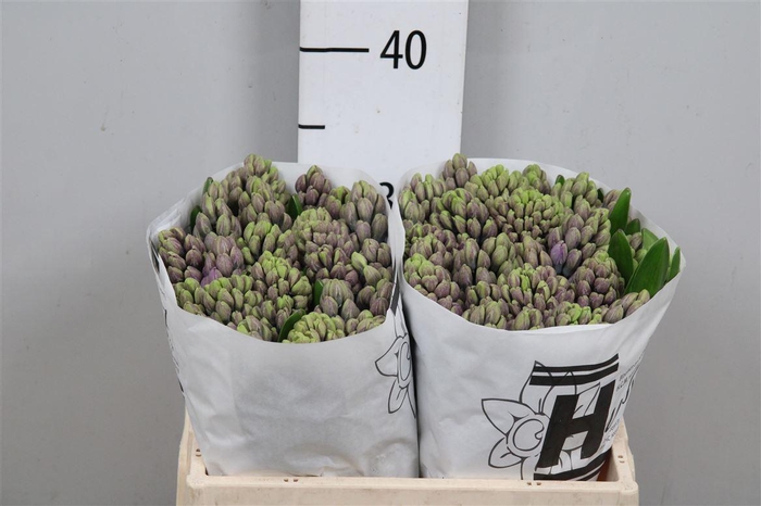 <h4>Hyac Purple Star</h4>