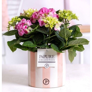 Hydrangea pink in P&PURE Eline 2 ceramics pink