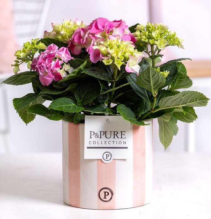 <h4>Hydrangea pink in P&PURE Eline ceramics pink</h4>