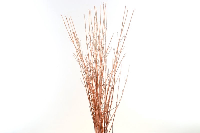 <h4>Cornus Klb Copper</h4>