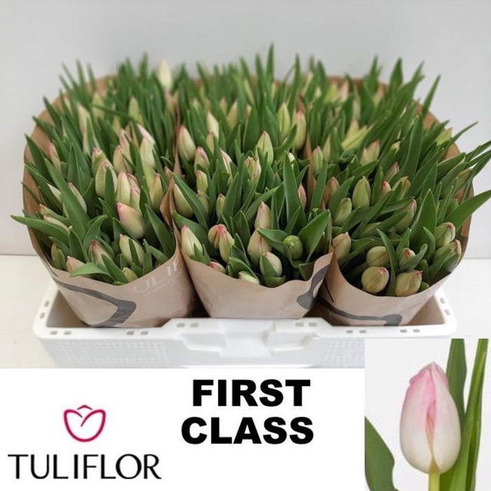 <h4>Tulipa si first class</h4>