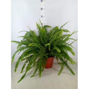 Nephrolepis exal. 'Green Lady'