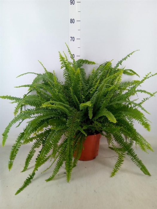 <h4>Nephrolepis exal. 'Green Lady'</h4>