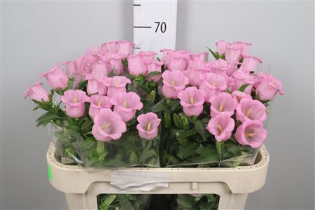 <h4>Camp M Pearl Pink</h4>