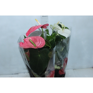 ANTHURIUM VARIADO P17 PREMIUM