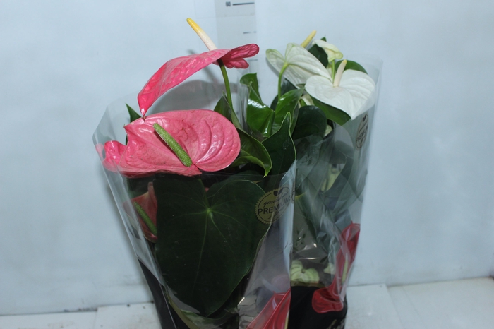 <h4>ANTHURIUM VARIADO P17 PREMIUM</h4>