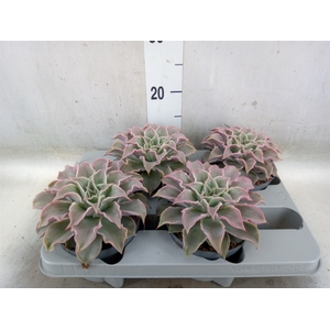 Echeveria   ...