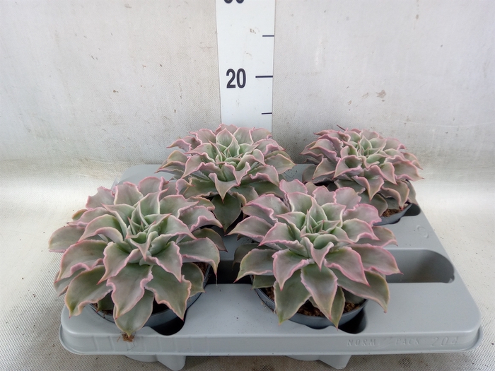 <h4>Echeveria   ...</h4>