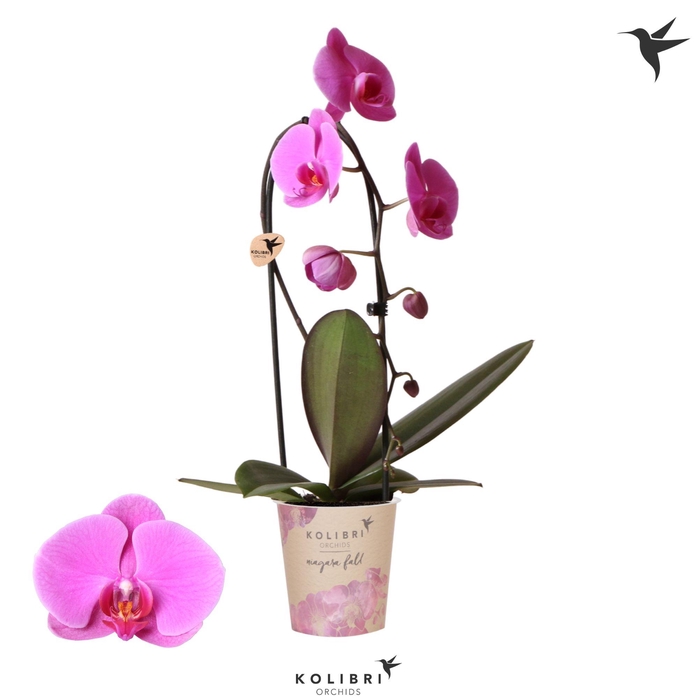 <h4>Kolibri Orchids Cascade Niagara Fall violet 1 spike</h4>