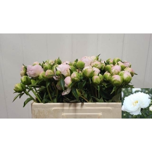 PAEONIA MISS AMERICA
