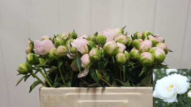 <h4>PAEONIA MISS AMERICA</h4>