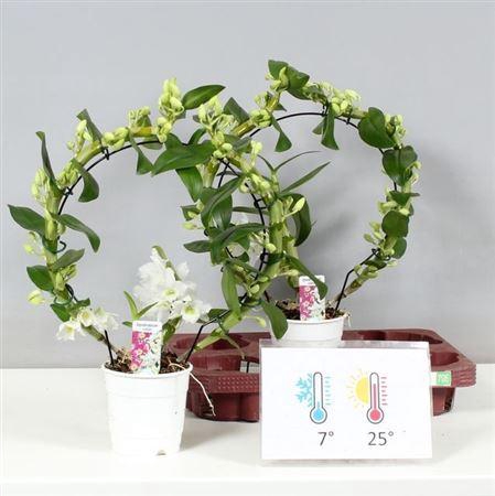 <h4>Dendr N Sc Apollon Bow 2 Branches</h4>